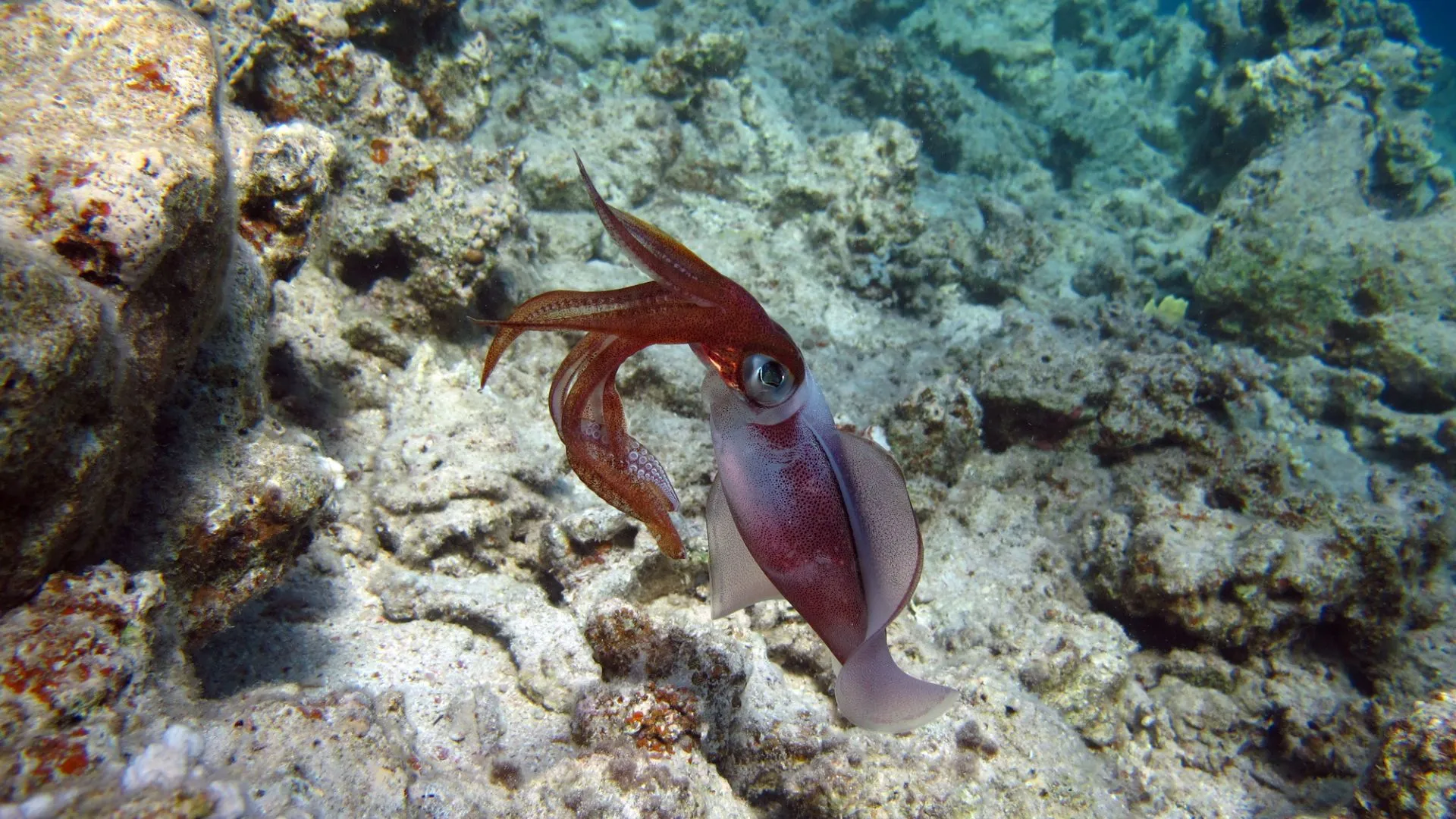 「合成變色皮膚為機器人帶來無線反應技術」