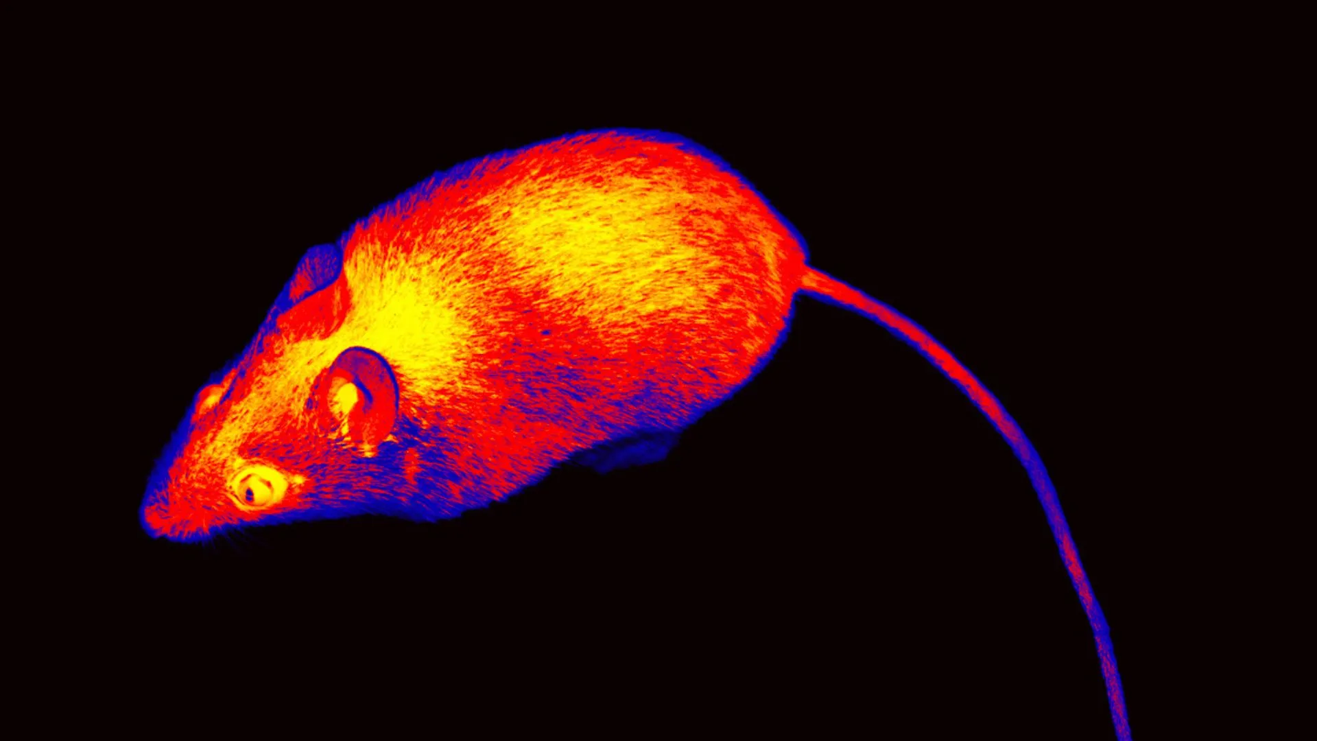 人類細胞在小鼠器官中生長的實驗進展與倫理考量