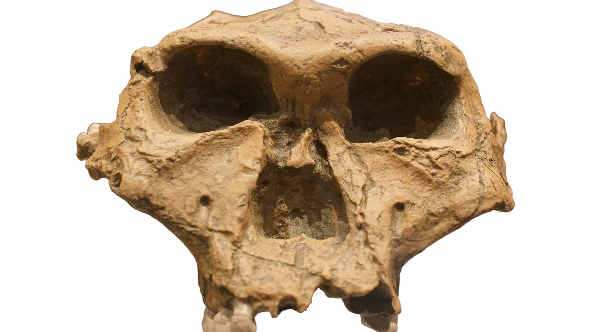 「龍人」頭骨確認為丹尼索瓦人，DNA 分析揭開神秘面紗