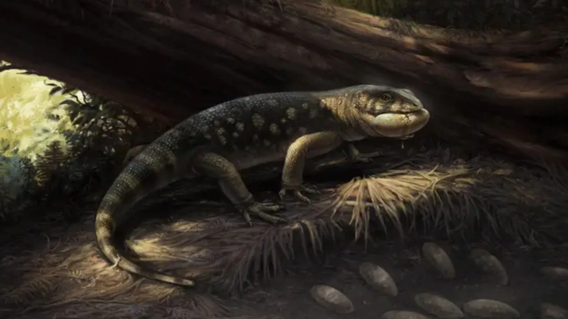 新發現的盔甲蜥蜴：與恐龍共存的 Bolg amondol 物種