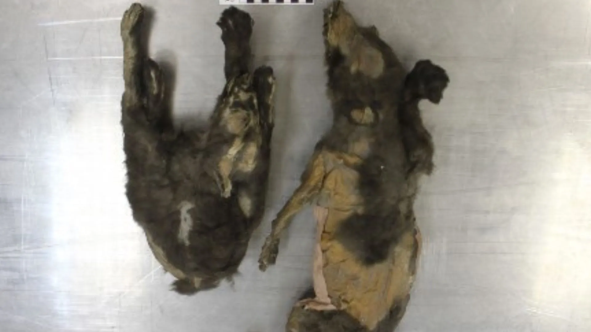 古代狼幼崽揭示冰河時期的生活與環境