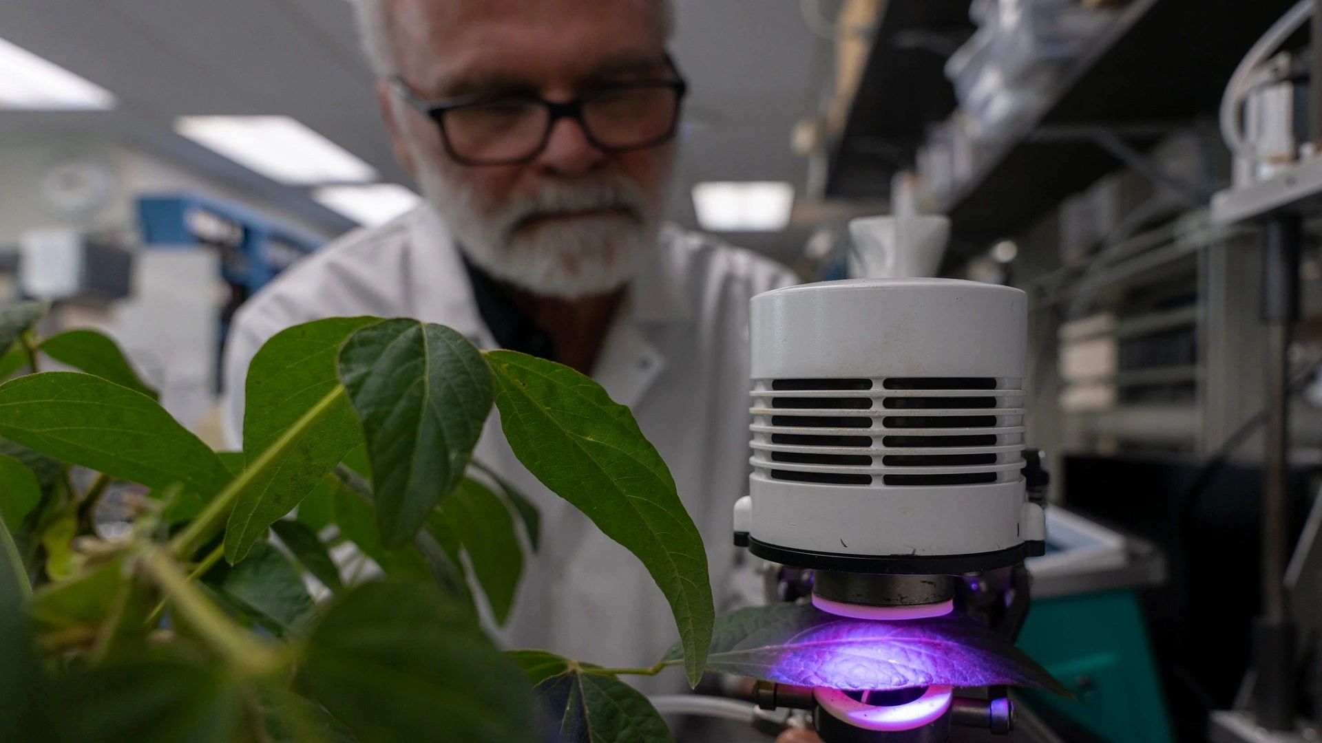 植物化學物質可驅蟲但影響空氣質量，研究揭示新發現