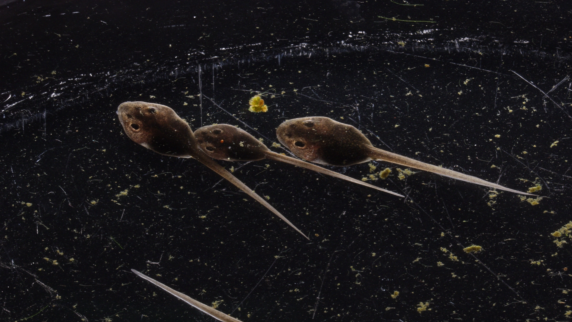 生物電子植入裝置助力青蛙胚胎神經活動追蹤