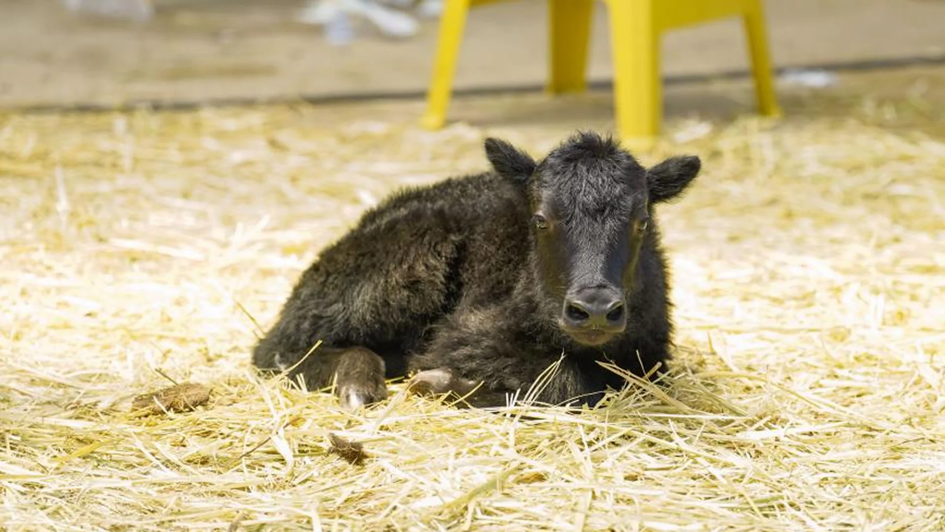中國科學家在西藏成功克隆首隻牦牛