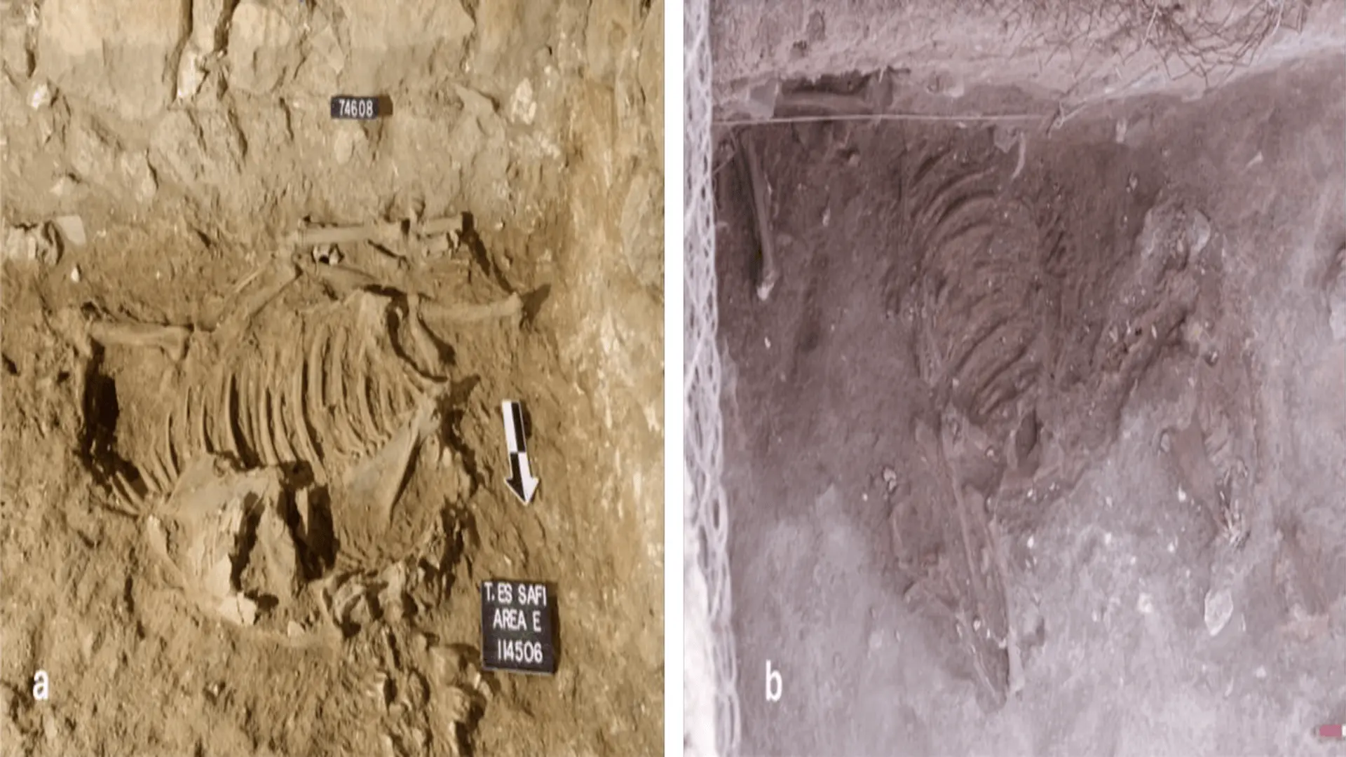 古代以色列的驢子埋葬揭示了埃及與迦南的貿易關係