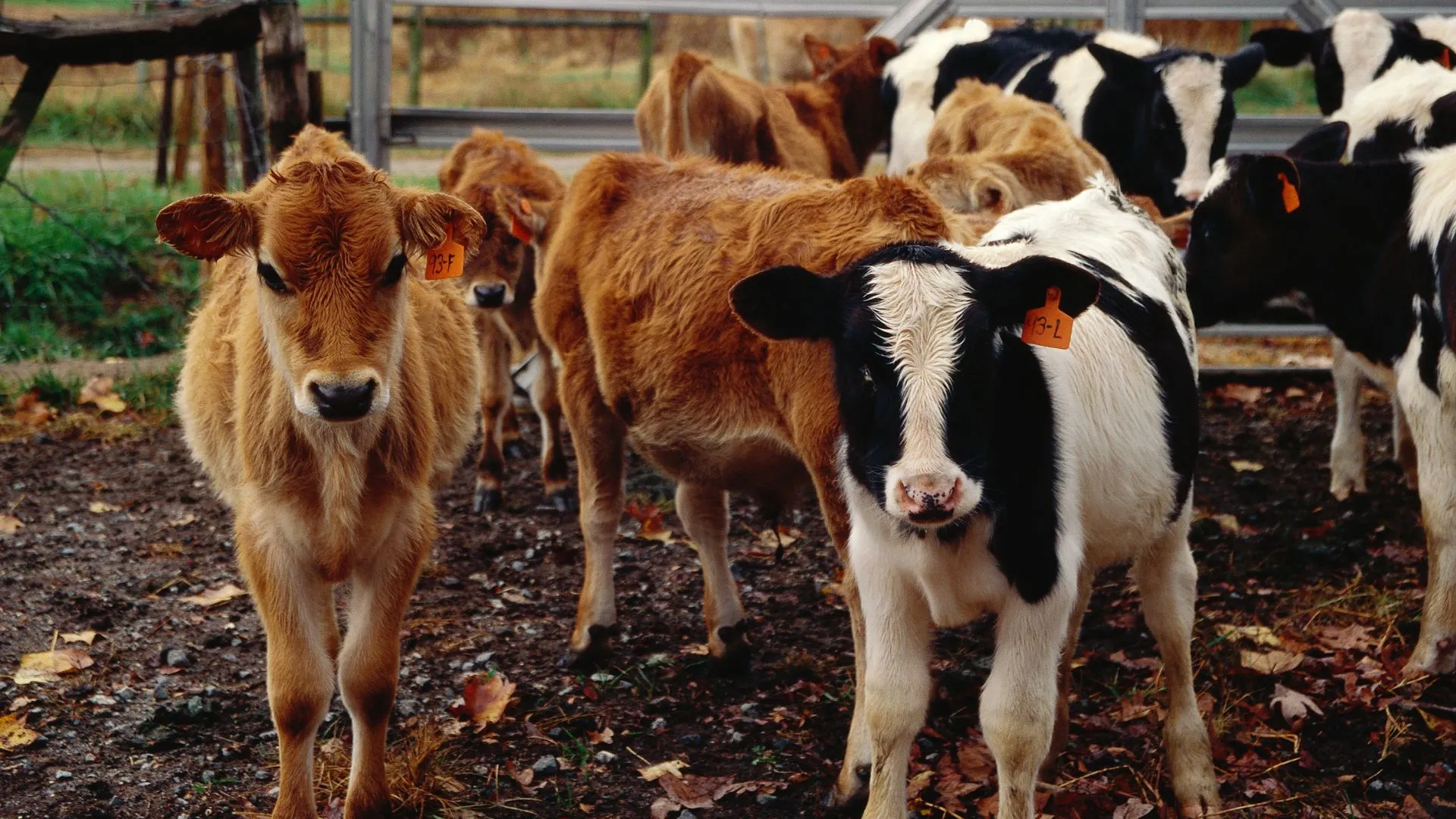 H5N1 病毒如何影響美國乳牛及其防治策略研究