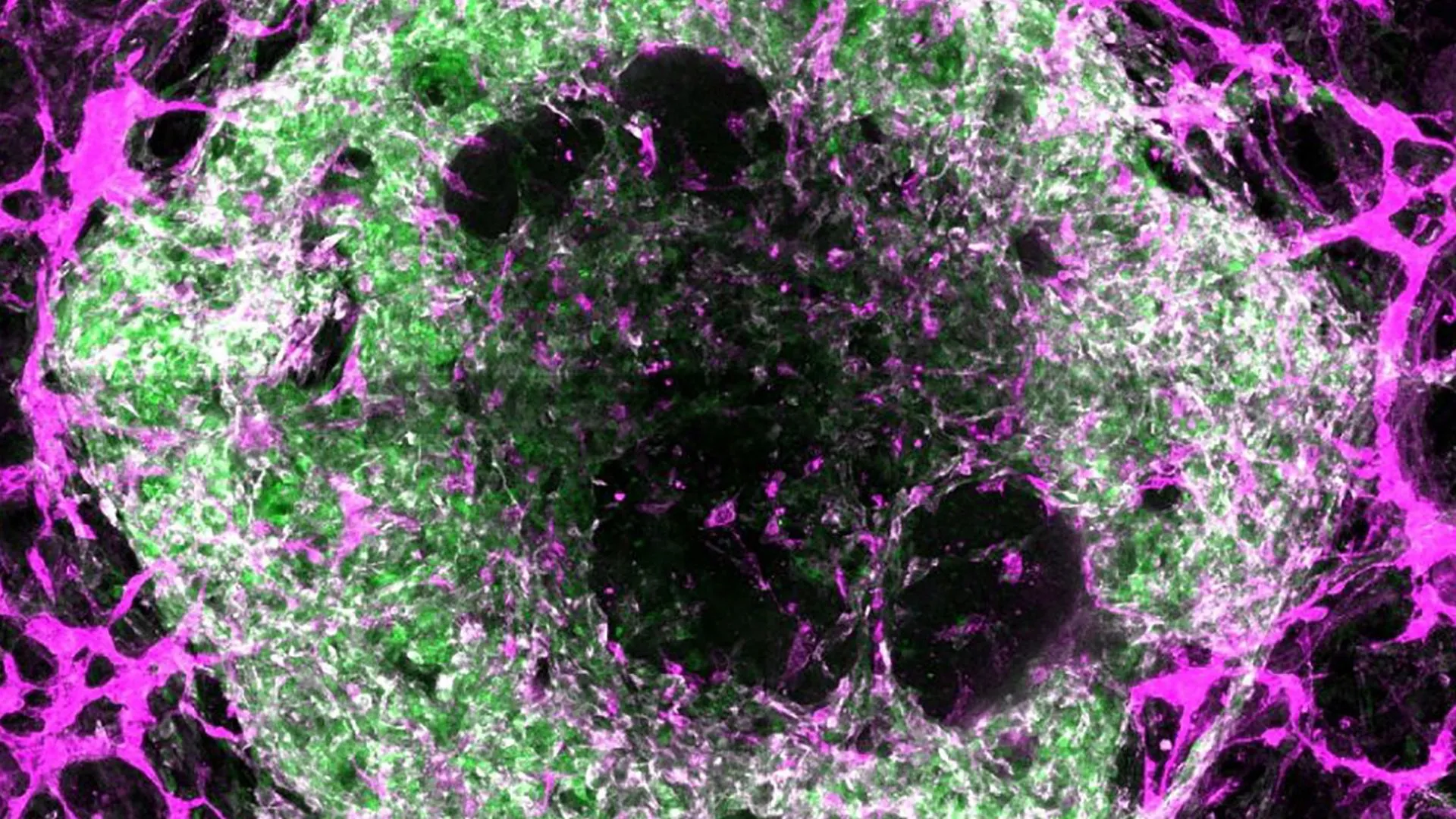 科學家在實驗室內成功培養血管於微型心臟和肺部器官中
