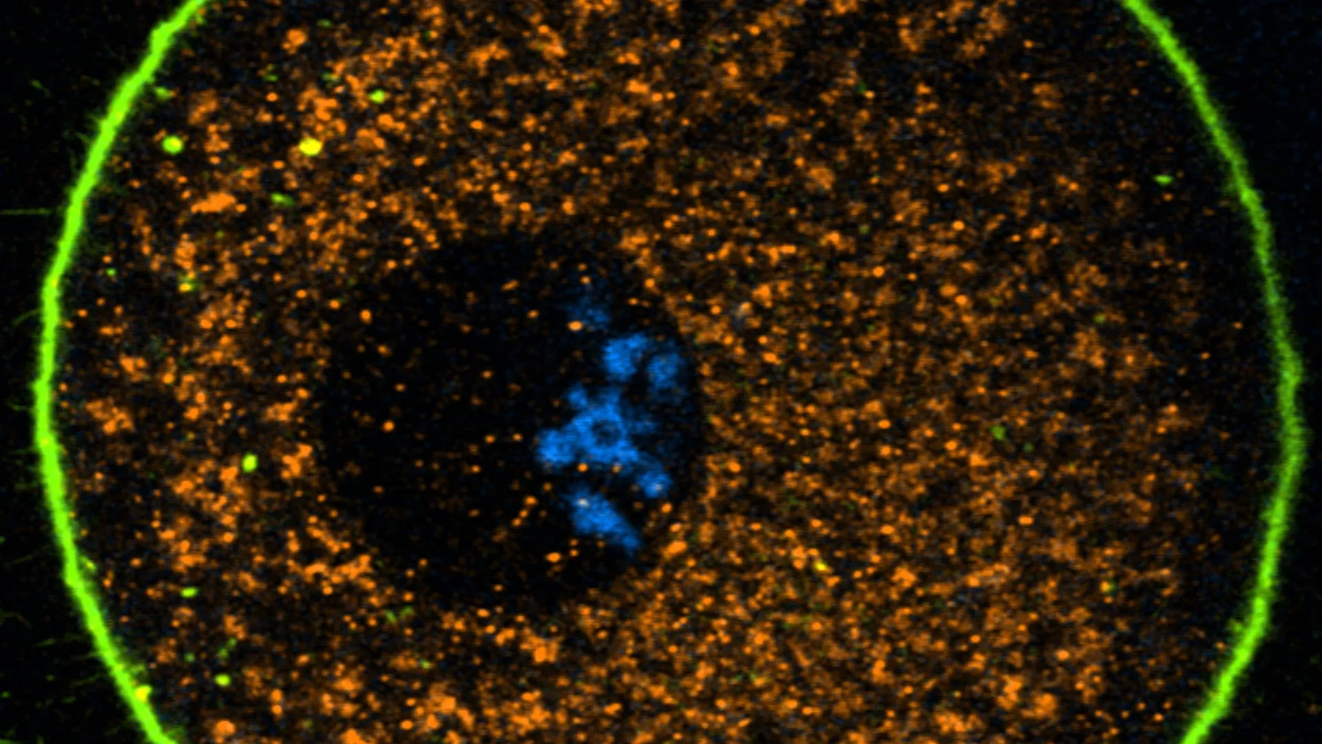 人類卵子的長期存活機制研究成果