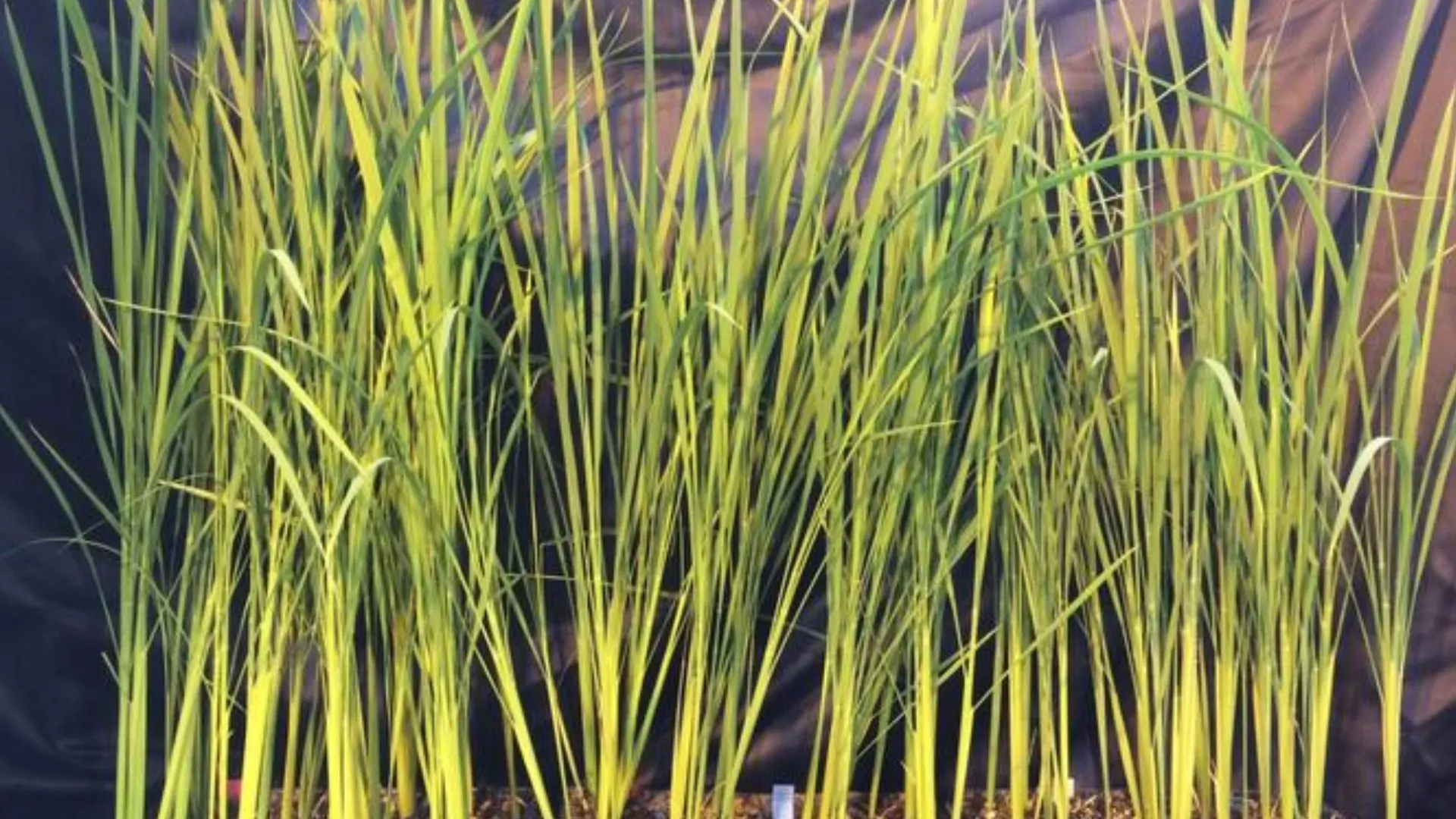 意大利太空計劃開發超矮稻米以支持長期太空任務