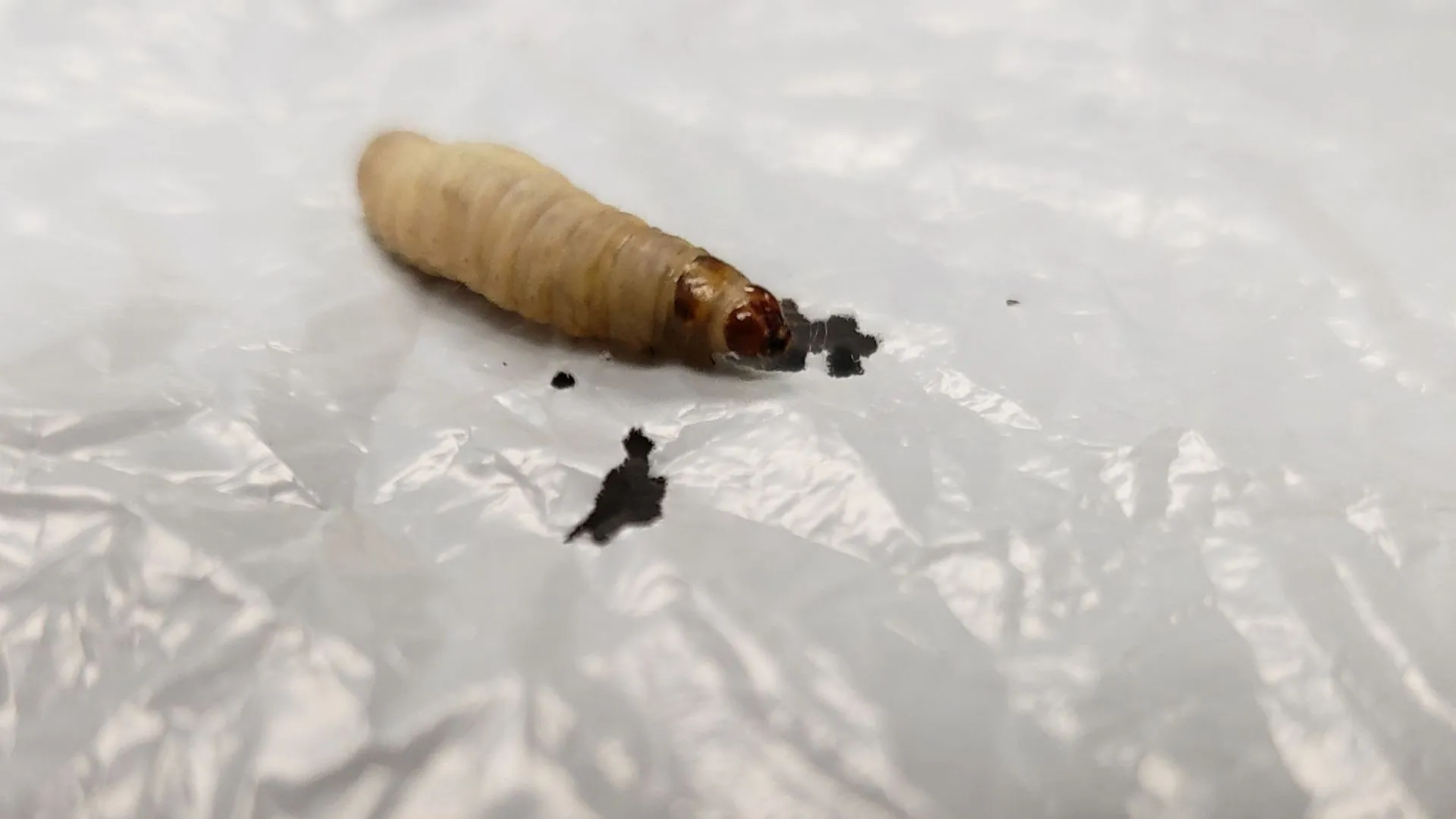 「研究顯示蠟蟲可有效降解塑料，或成為解決塑料污染的關鍵」