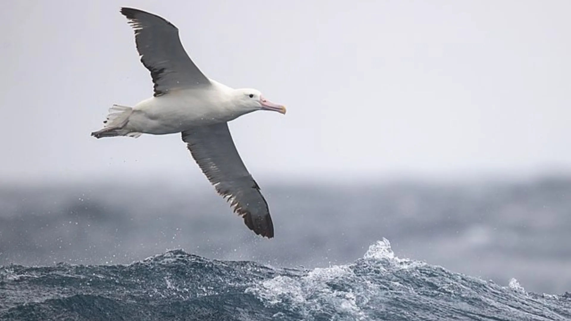 Albatross 的動力滑翔技術可助無人機延長飛行時間