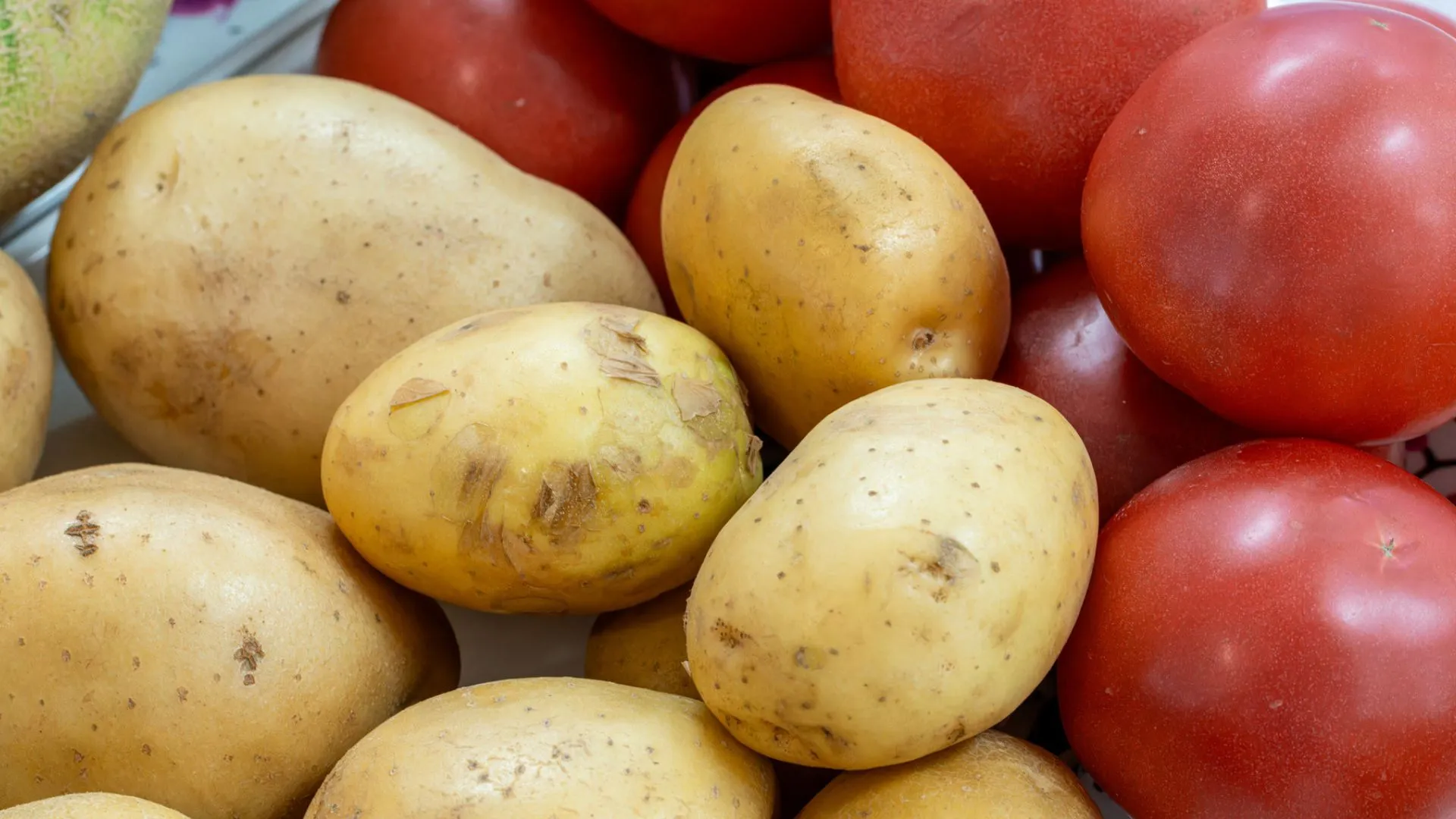 9 百萬年歷史的馬鈴薯與番茄情侶關係新研究發現