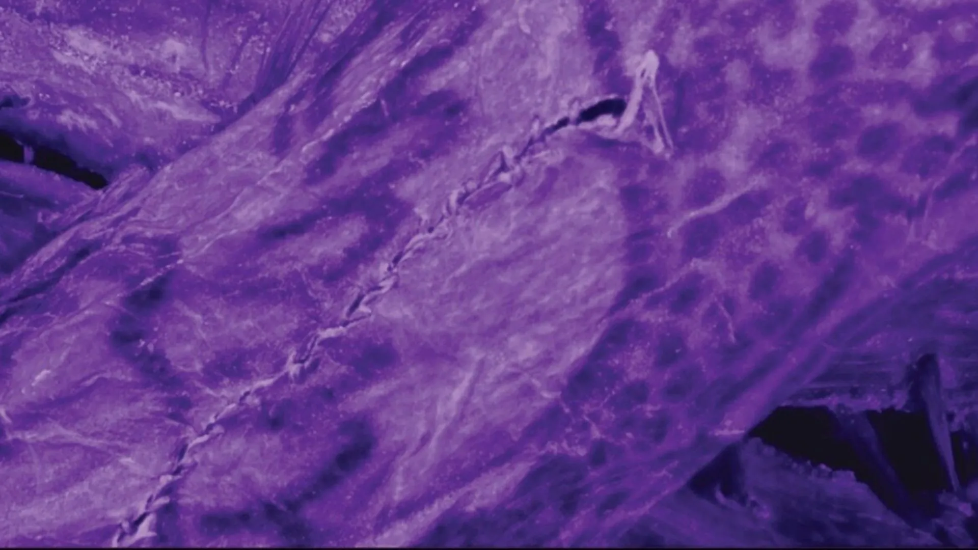 古代冰人木乃伊的紋身揭示藝術創作的秘密