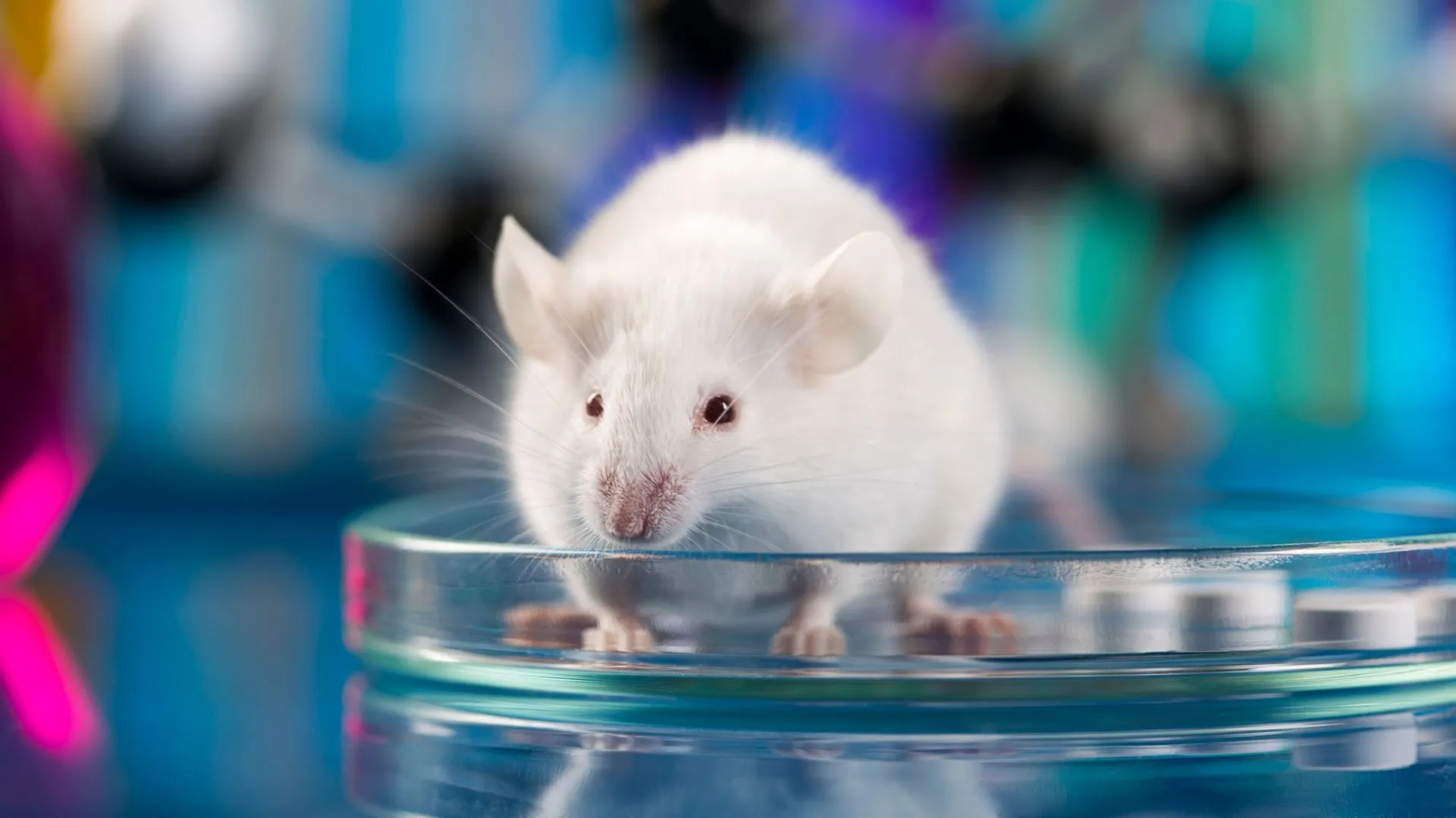 中國團隊將人腦細胞移植至老鼠以緩解抑鬱症