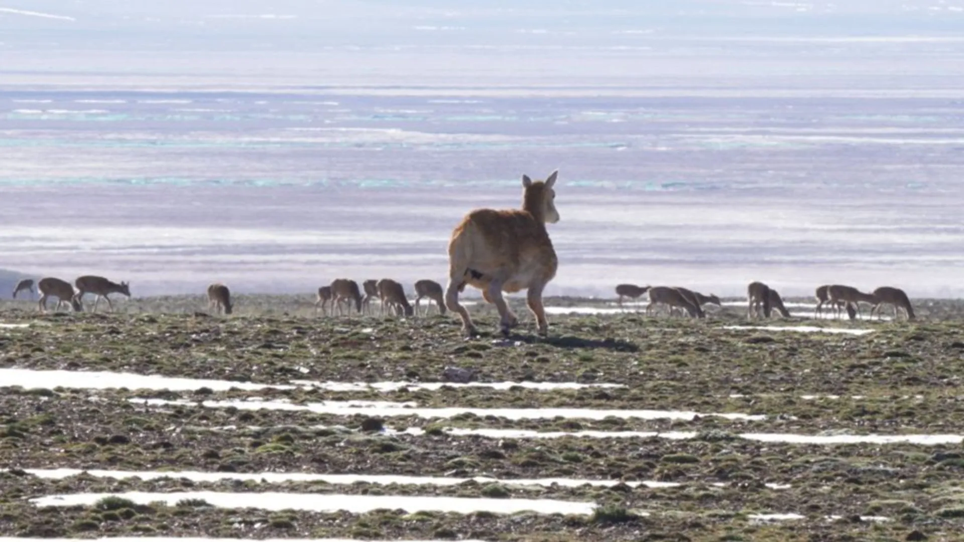 中國推出羚羊機器人以研究瀕危藏羚羊物種