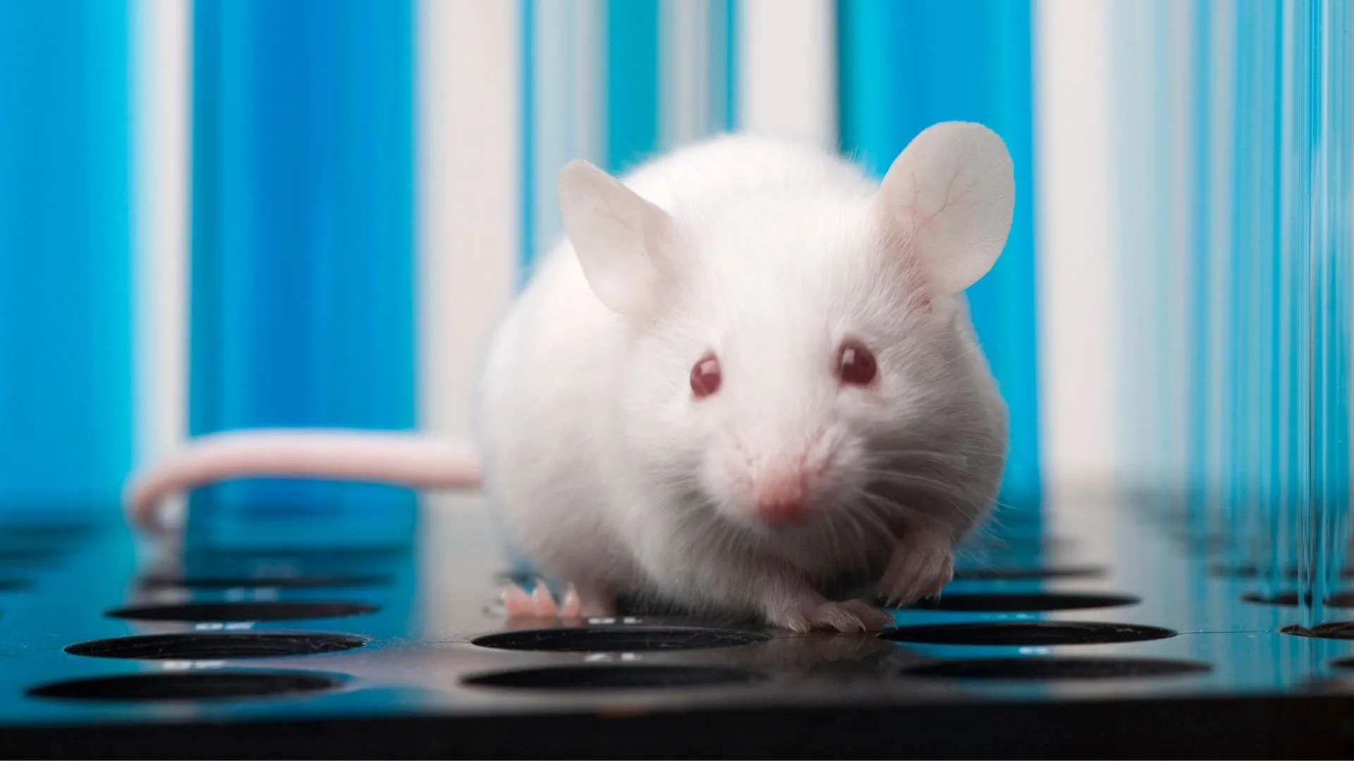 太空中的冷凍幹細胞能夠產生健康的小鼠後代