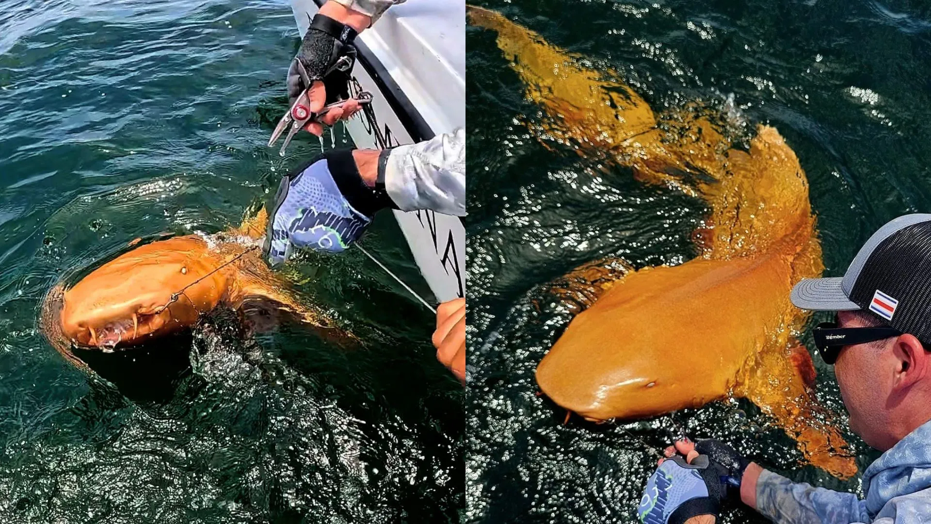 加勒比海發現首例亮橙色皮膚的鯊魚