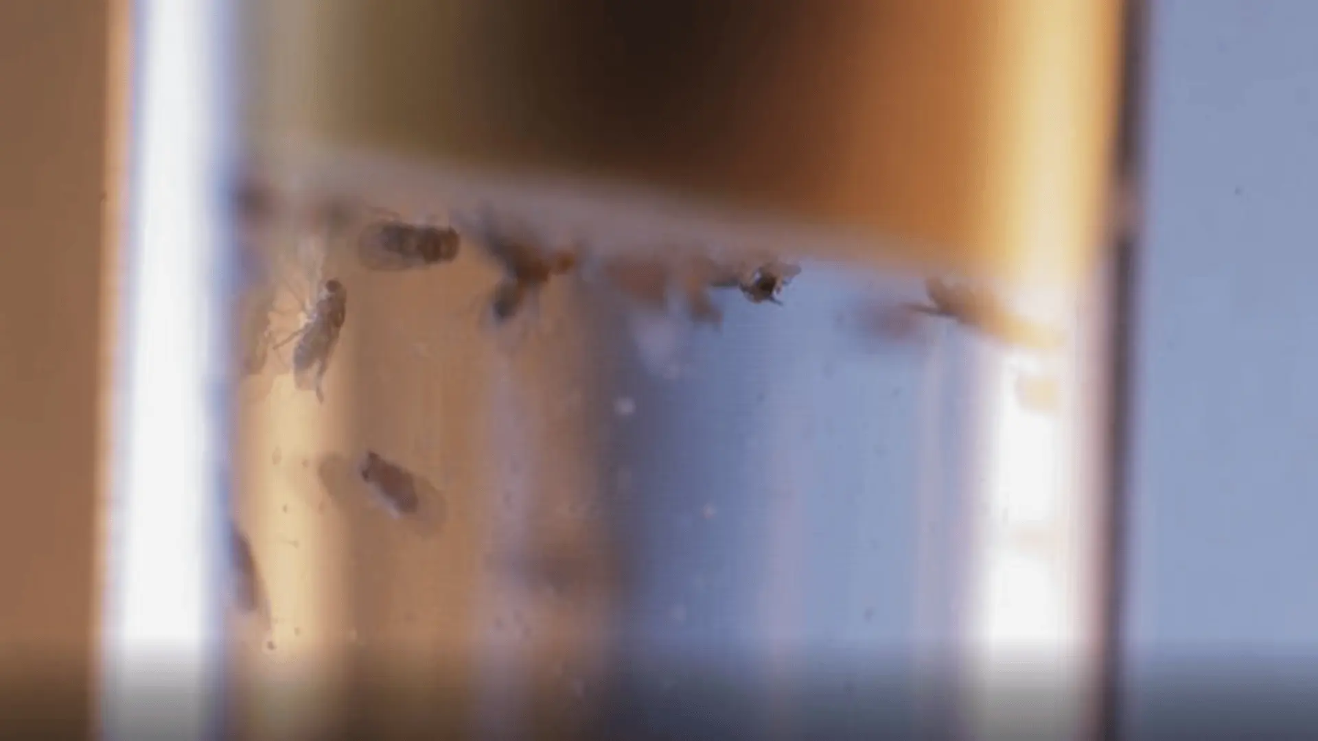 昆蟲睡眠時大腦過濾視覺信息以保持警覺