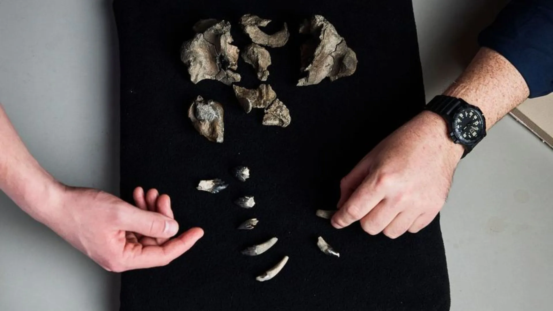 2600 萬年古老掠食者化石揭示鯨類起源新線索