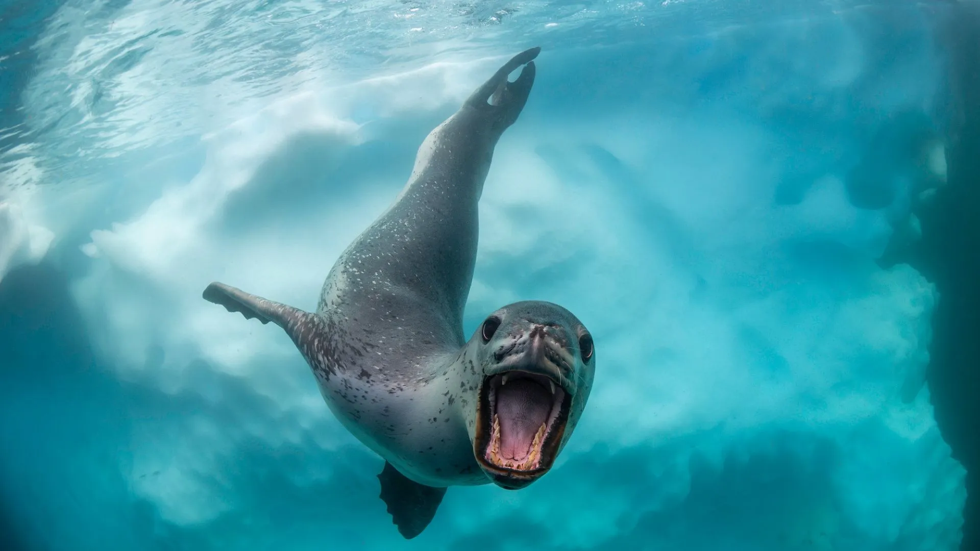 海豹唱歌如人類童謠，研究揭示新發現