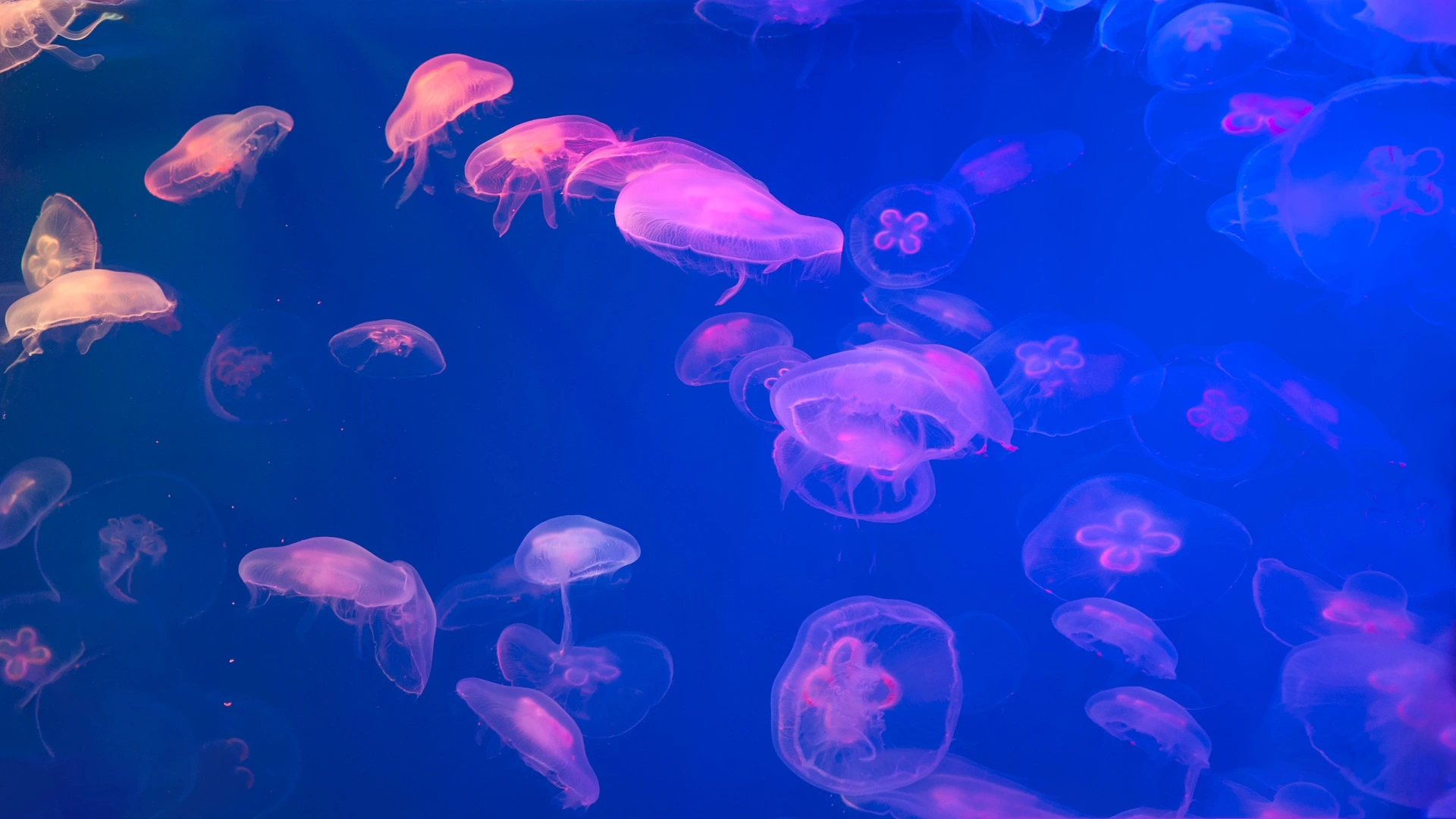 法國最大核電廠因大量水母湧現而停運