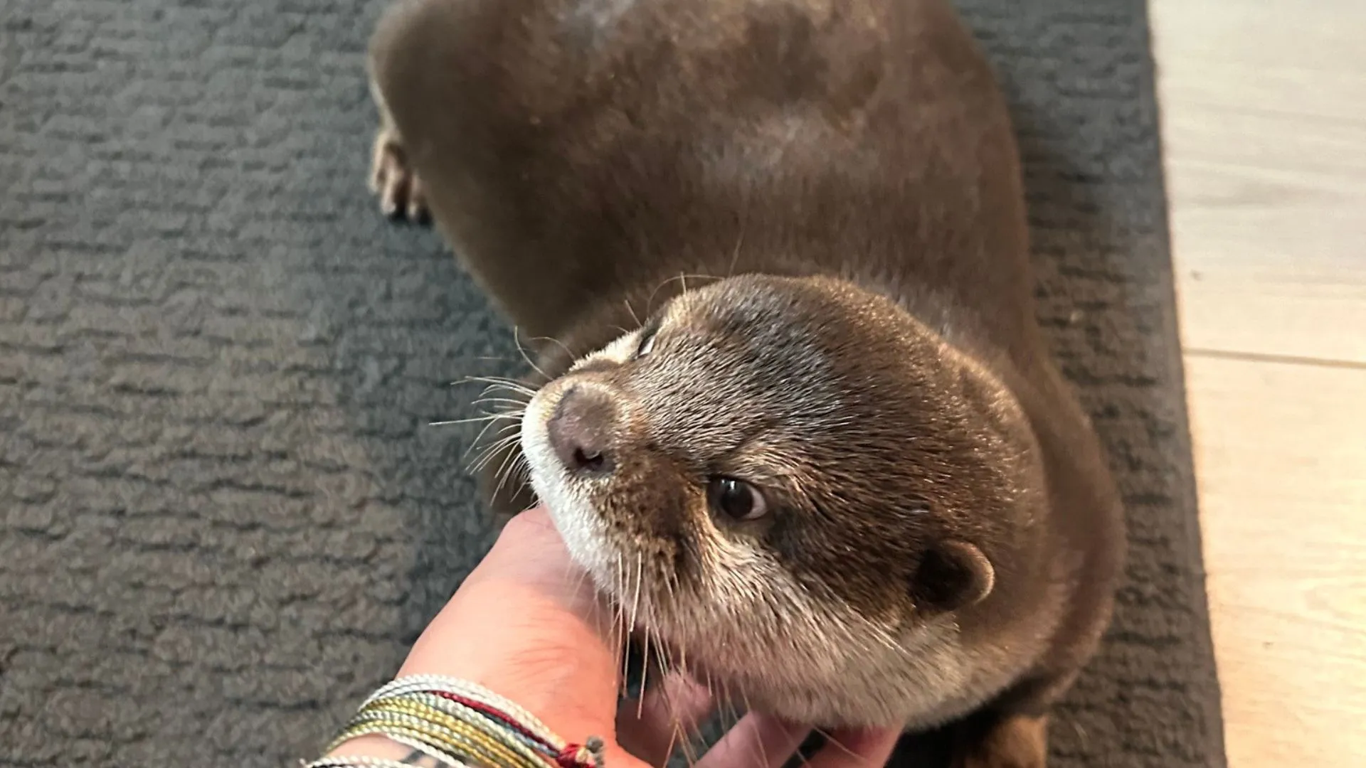 水獺 Splash 的訓練之旅：為佛羅里達的水域救援任務做準備