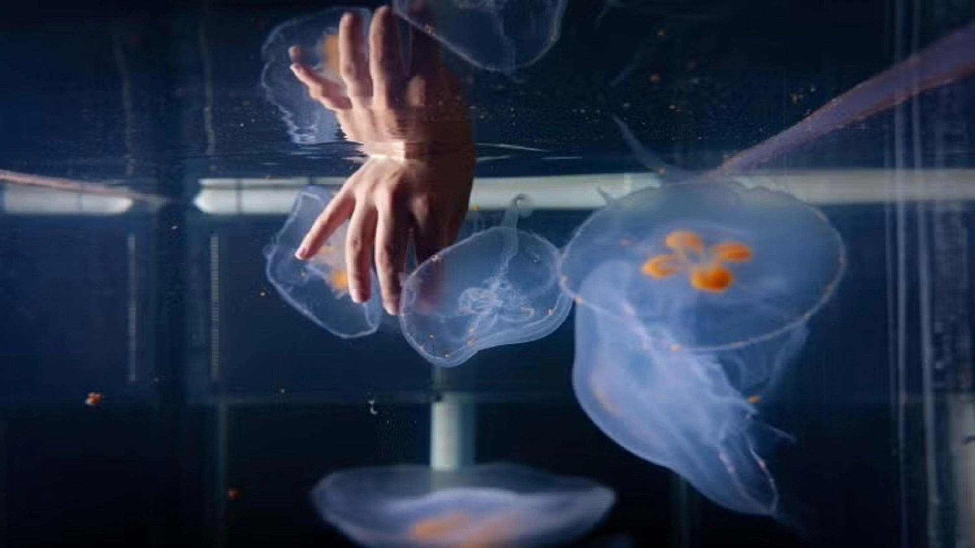 微晶片月亮水母或揭示深海奧秘