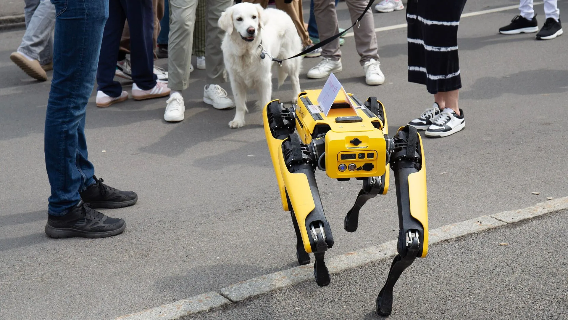 香港推出殺蚊機器狗以對抗基孔肯雅病毒