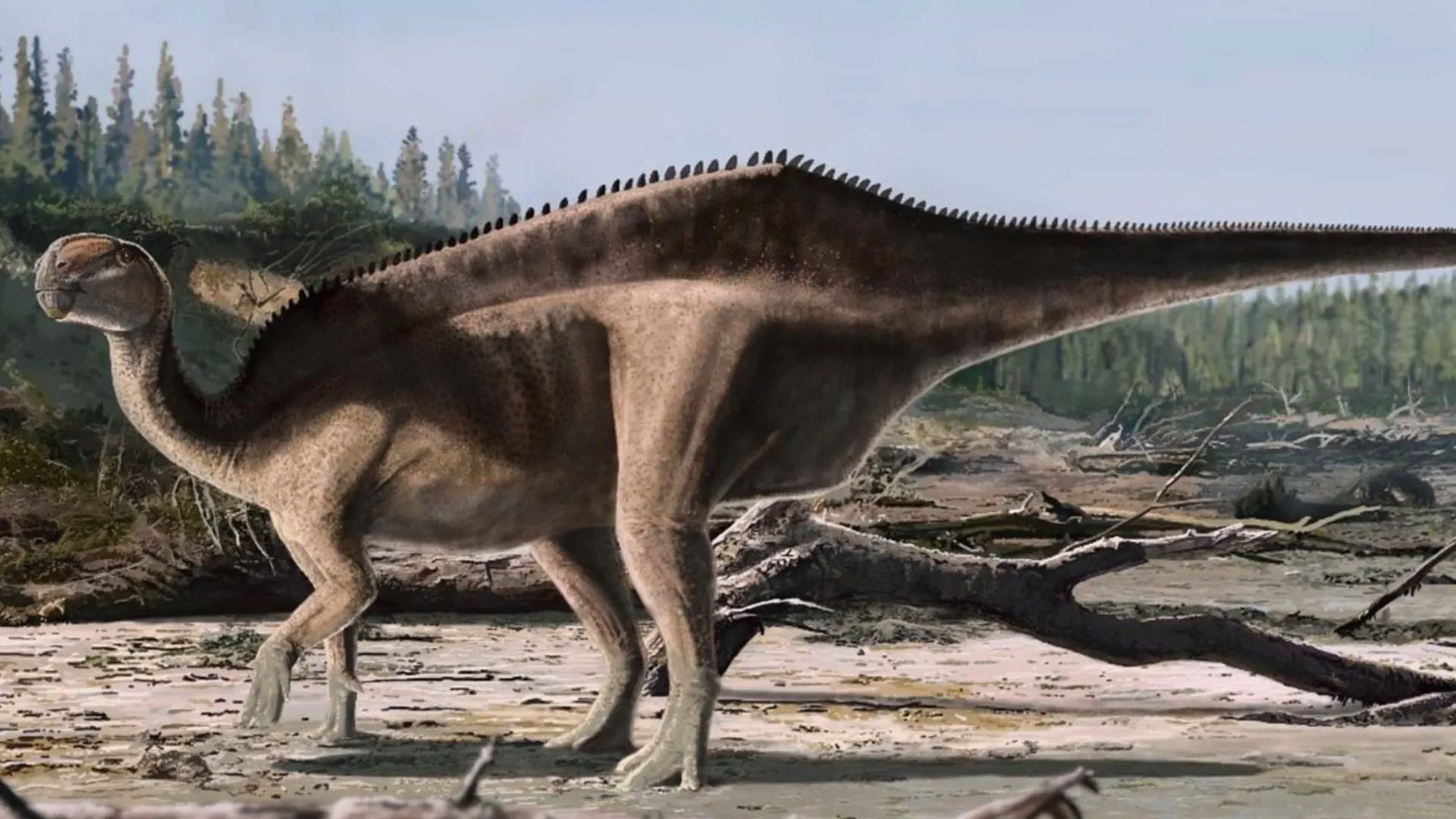 新英格蘭恐龍物種擁有引人注目的背部帆