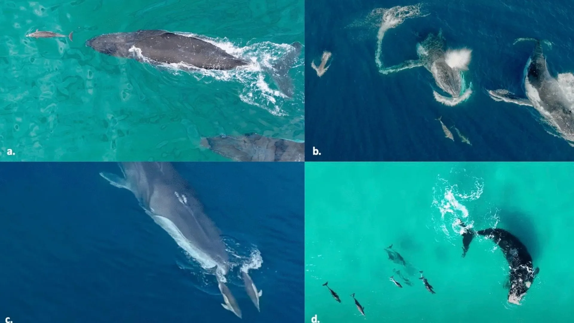 海豚與鯨魚之間的罕見互動關係研究