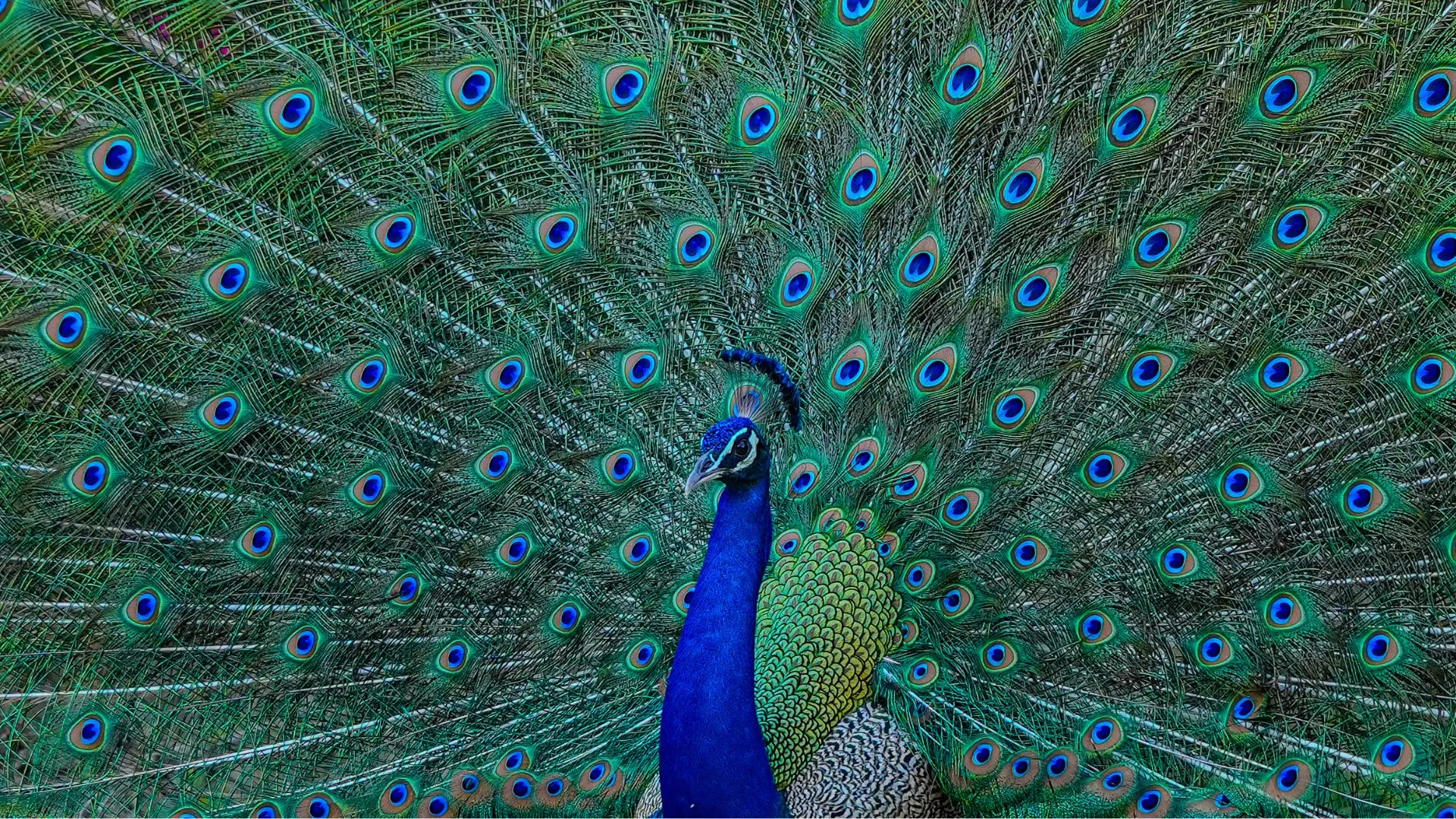 孔雀尾羽可發射激光，科學家揭開新發現