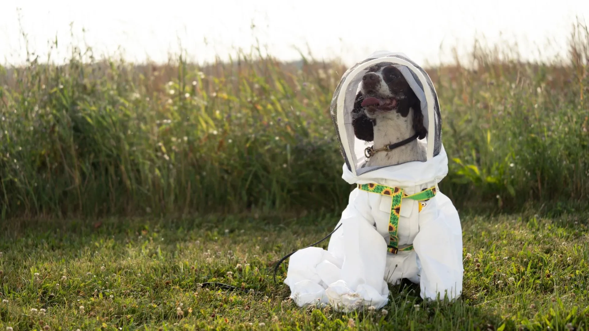 退役美國警犬協助密歇根州保護蜜蜂免受致命細菌威脅