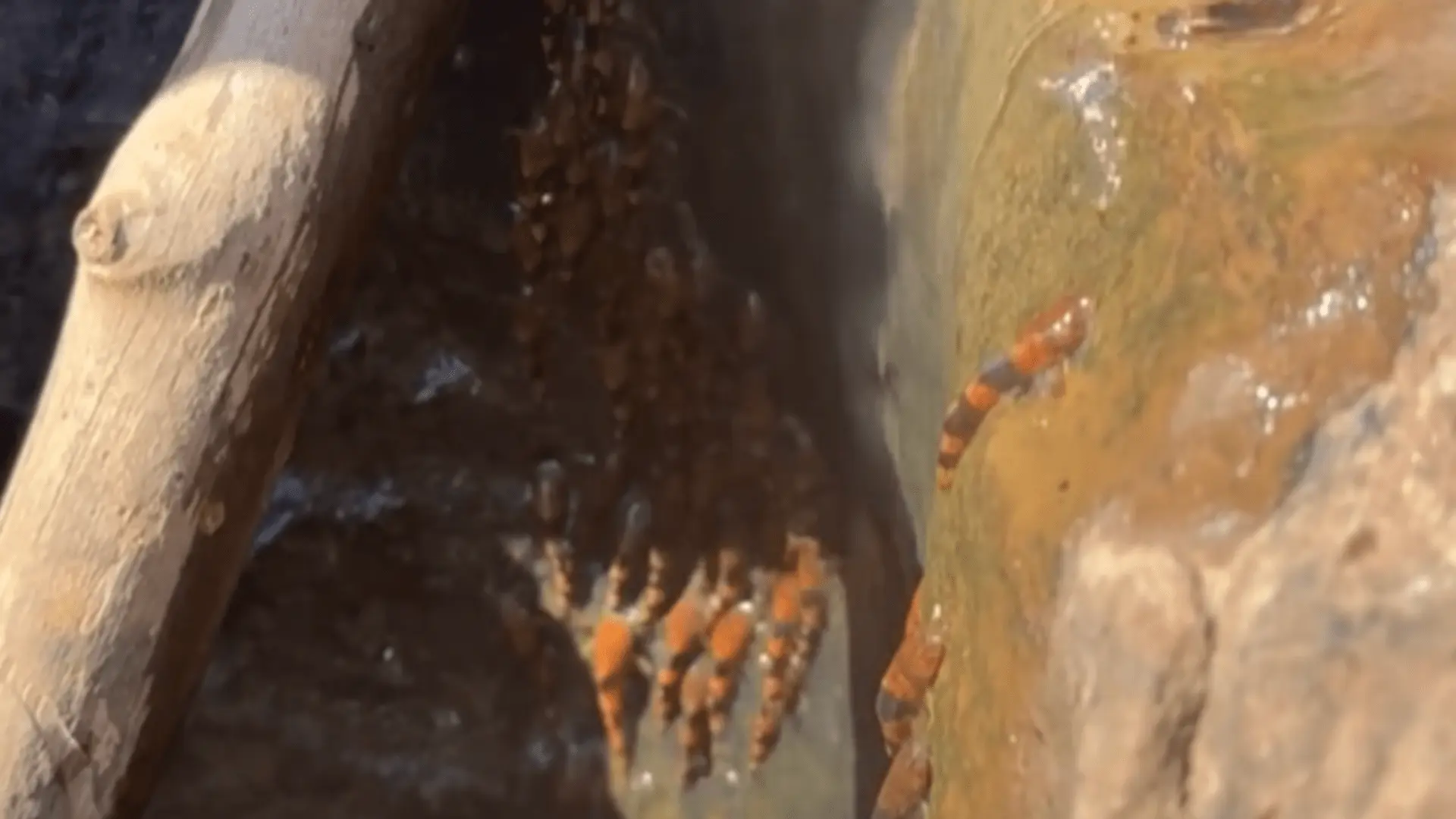 南巴西的鯰魚攀爬瀑布的驚人現象