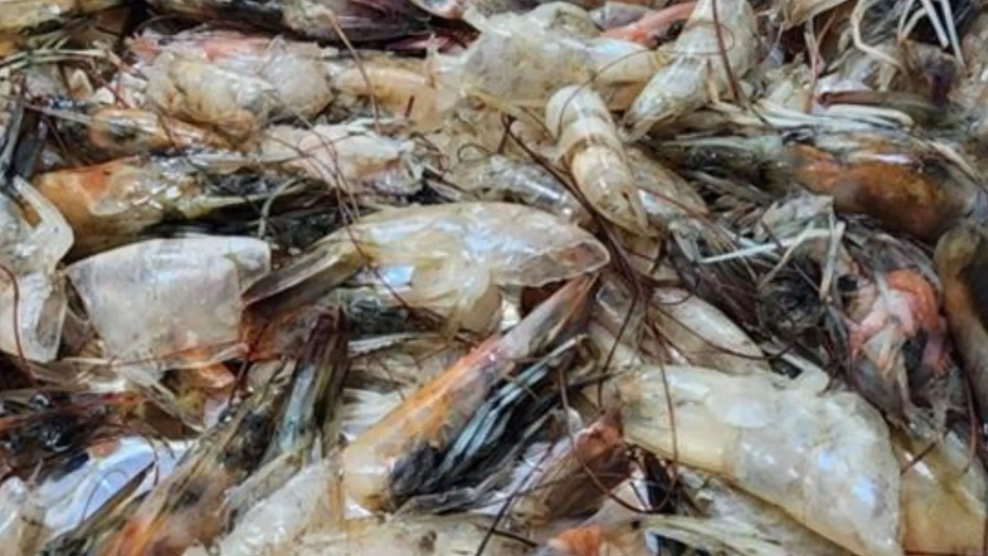 將海鮮廢料轉化為高效二氧化碳吸附材料