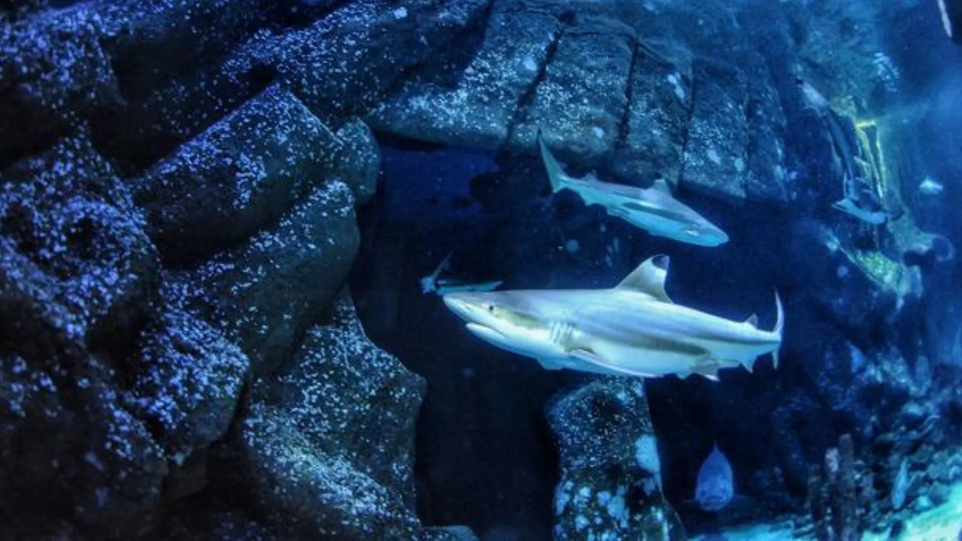 海洋酸化可能導致鯊魚失去下頜，研究顯示