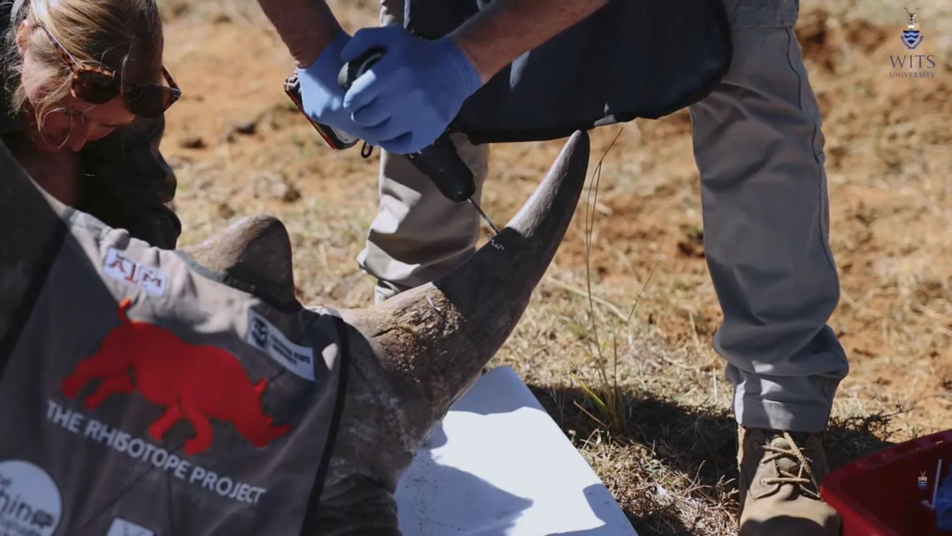 南非將犀牛角輻射化以抵禦盜獵者