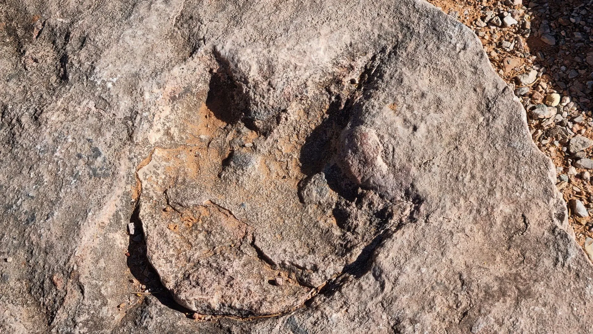 德克薩斯州洪水揭露 1 億 1,500 萬年前的巨大恐龍足跡