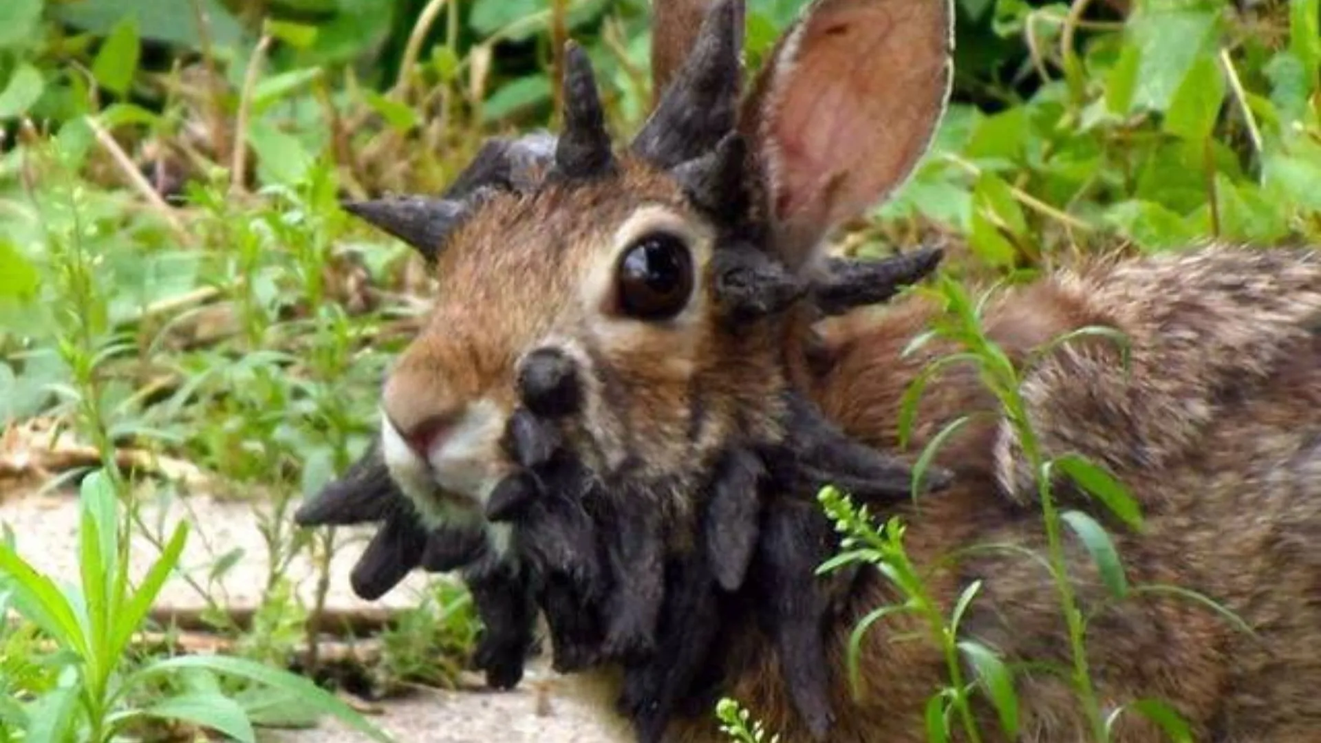 科羅拉多州角兔的科學與迷思