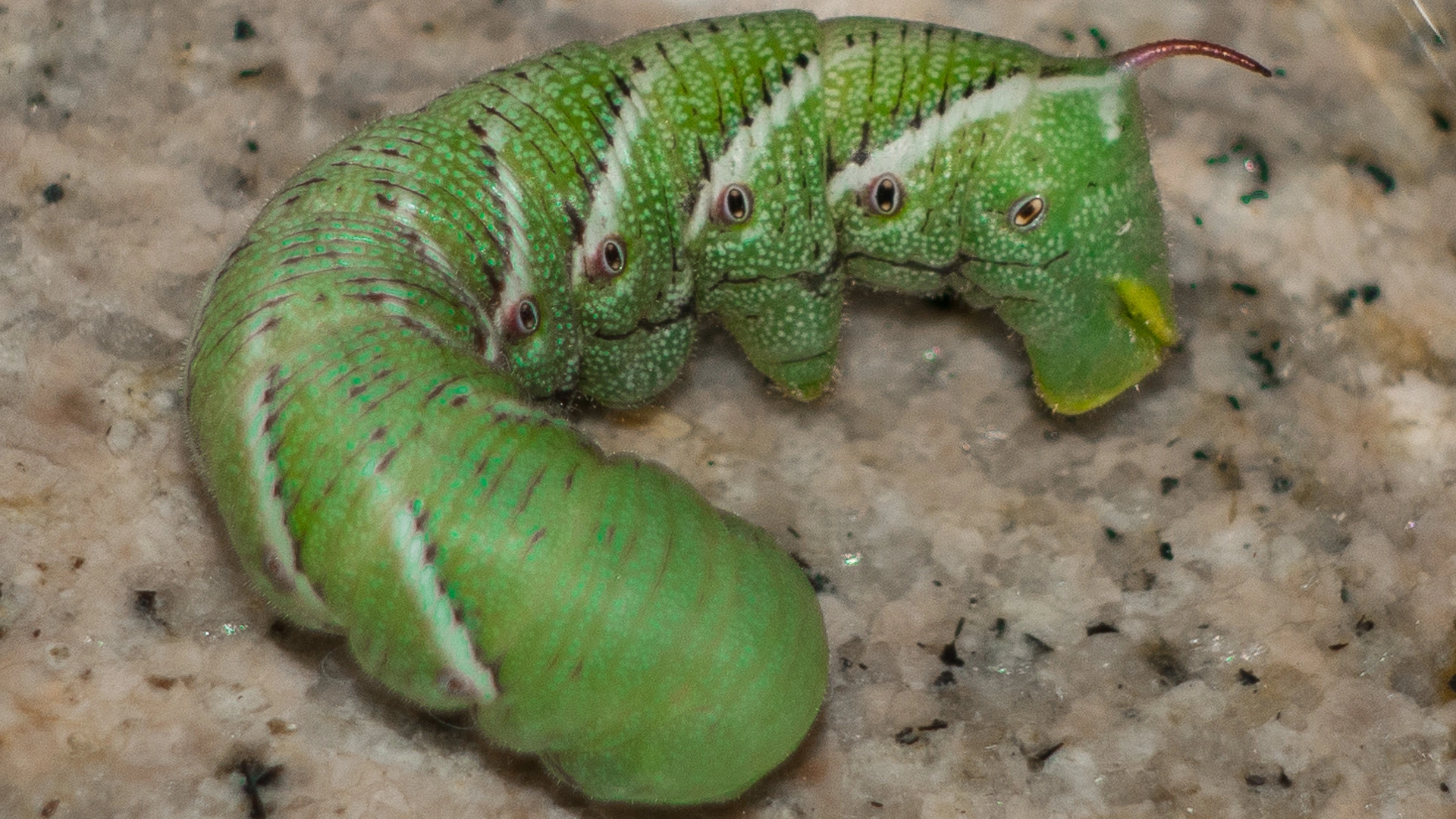 毛毛蟲的靜態姿勢揭示痛覺生物學的啟示