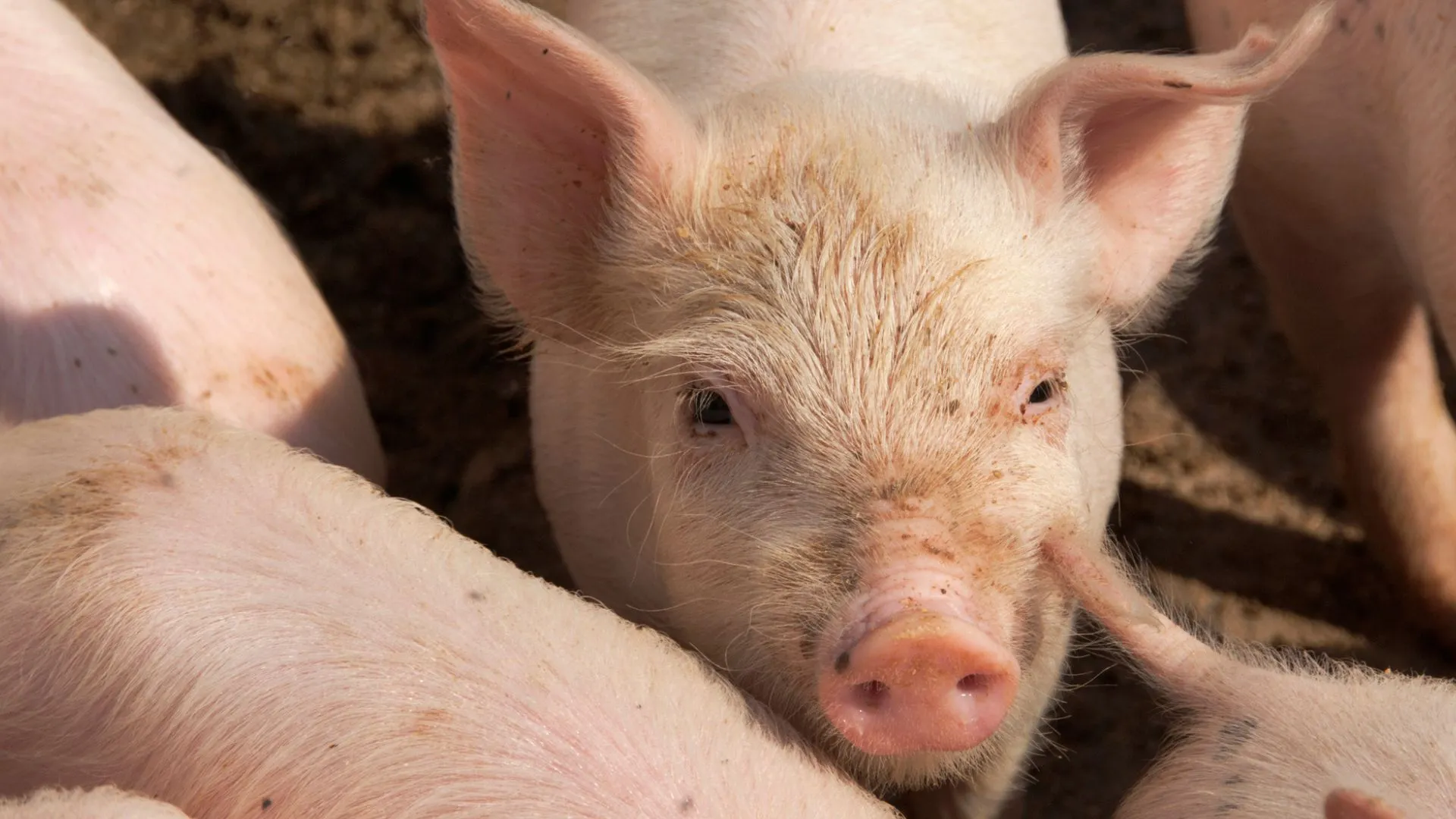 中國醫生首次將豬肺移植到腦死亡患者身上