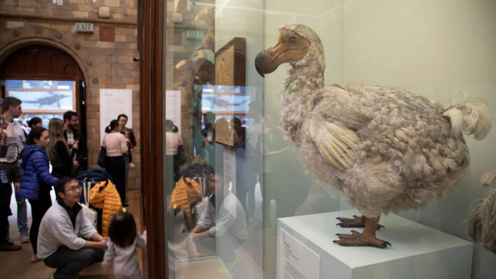 300 年後，渡渡鳥或將重返地球