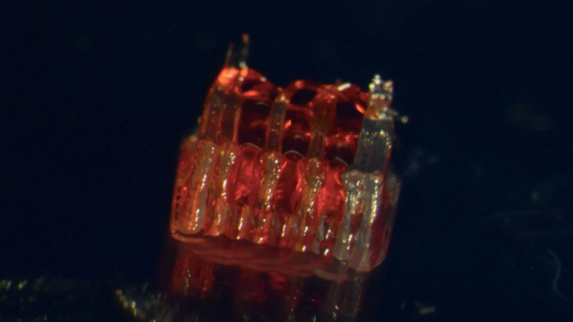 3D 打印支架協助幹細胞修復脊髓損傷