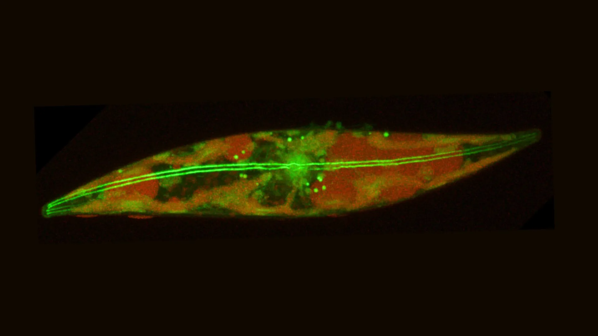在 -15 °C 下生物細胞中首次記錄的極寒藻類運動