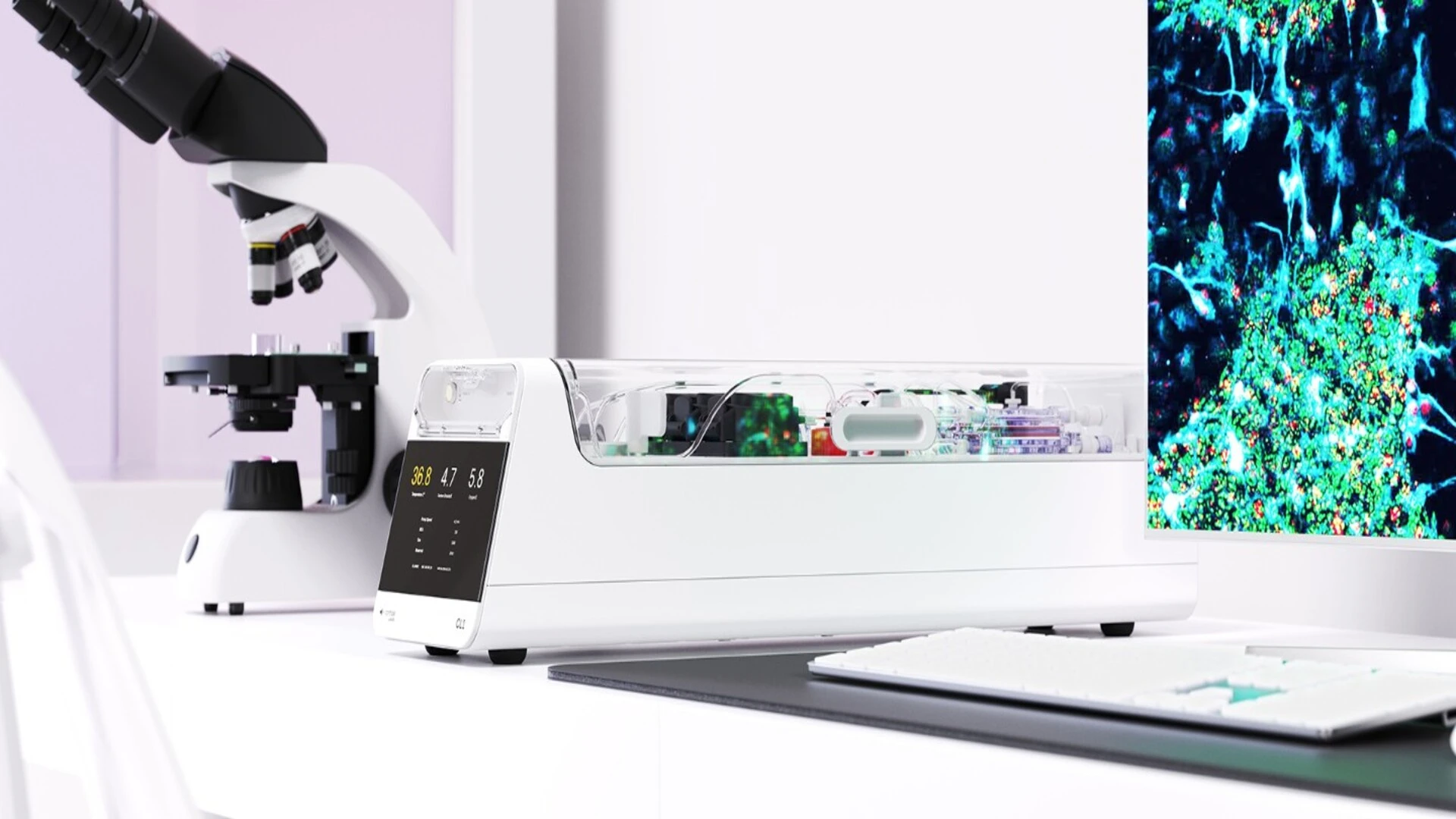 由 80 萬個人類神經元驅動的生物計算機玩 Pong 遊戲