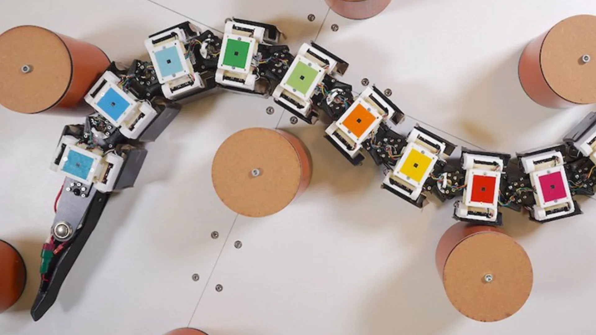 鰻魚的運動秘密或助於設計下一代先進機器人