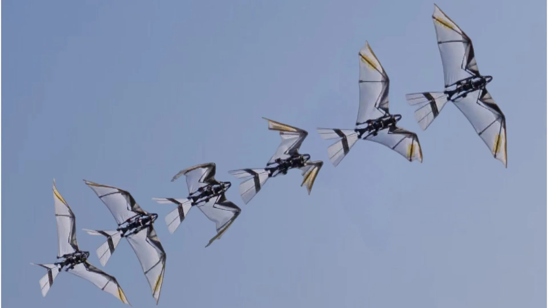 仿鷹機器人實現鳥類般的起飛動作