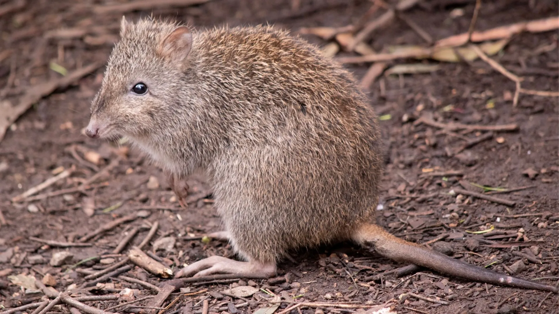 澳洲發現新物種的袋鼠親戚化石
