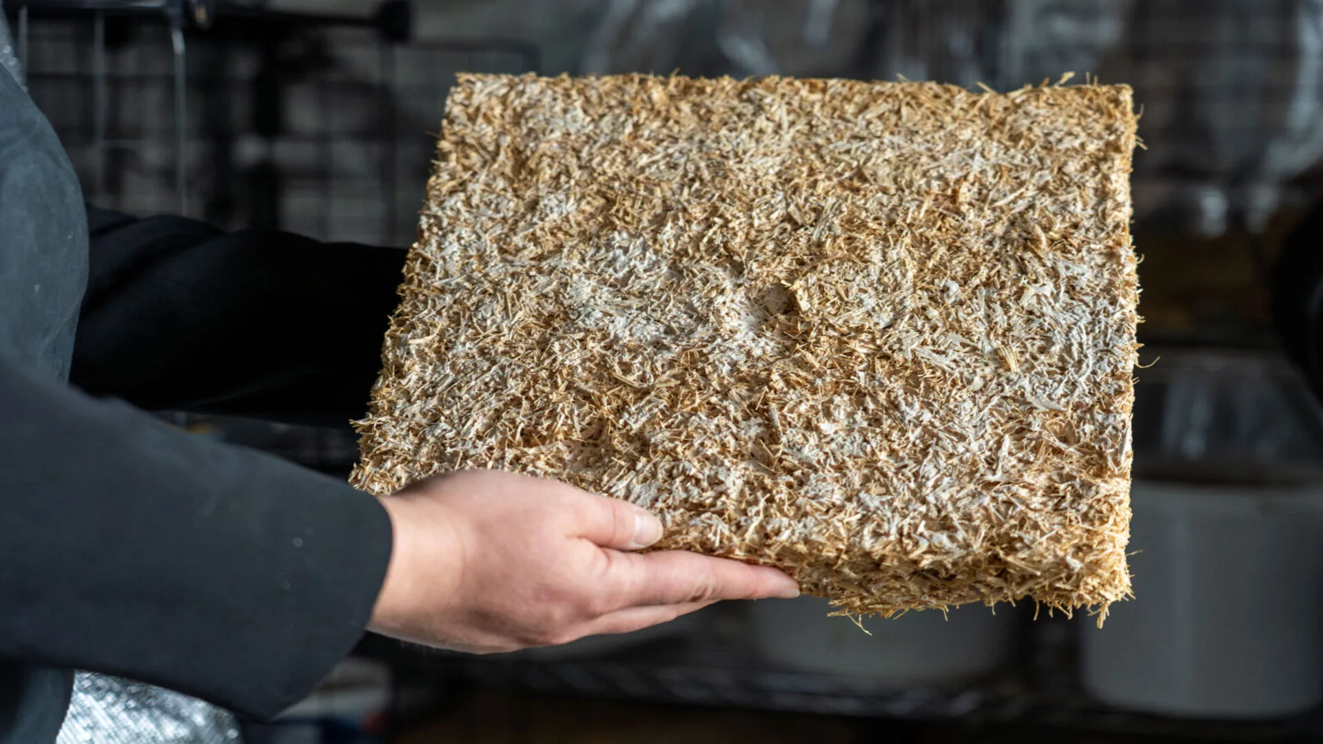 德國測試真菌基礎的隔熱板，吸收 CO2 並防止霉菌