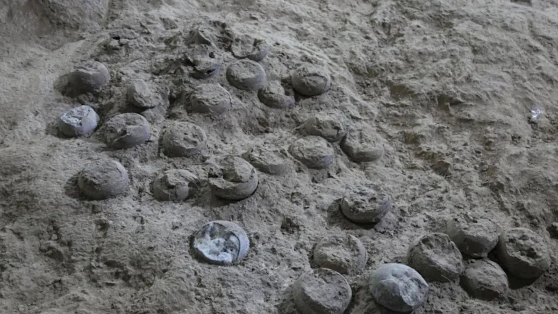 中國激光原子鐘精確測定恐龍蛋年齡，首次突破