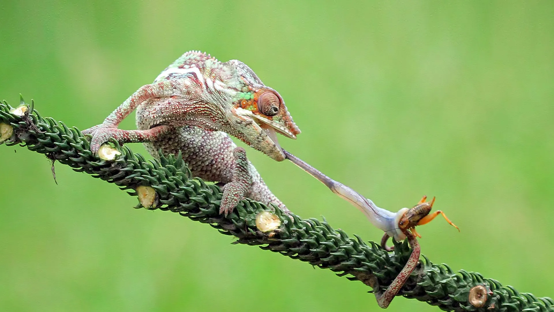 靈活迅速的變色龍舌頭或可啟發醫療與太空科技